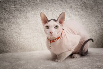 Bald Sphynx cat on a sofa