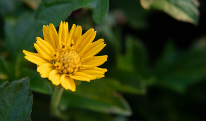 yellow flower in the garden