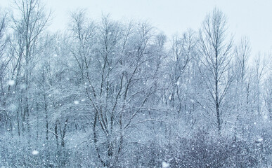 Winter trees in heavy snow near the river.
