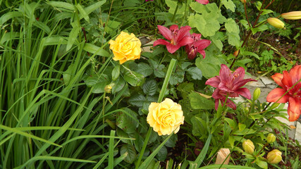 roses and lilies in the garden