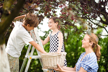 Smiling  children picks a cherry from a tree in cherry garden with their  mother.