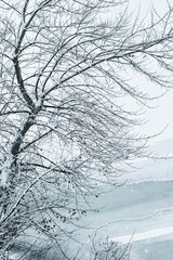 Fototapeta na wymiar Winter trees in heavy snow near the river.