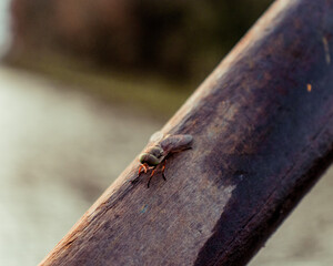 Fly landed on a wooden oar while rowing. 