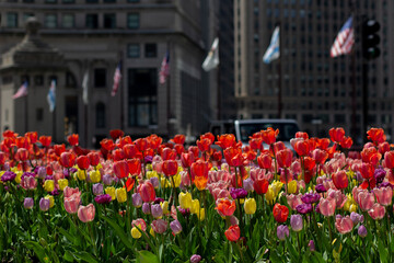 Tulips Chicago Spring