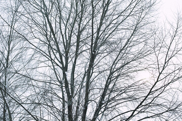 Winter trees in heavy snow near the river.