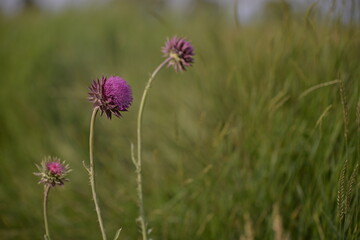 Cynara scolymus in the field. artichoke on sunny day