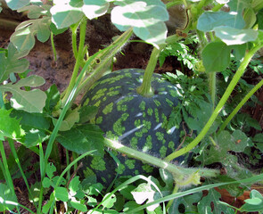 Fresh watermelon on a branches in the vegetable garden.