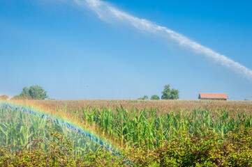 A Rainbow in a field of cob, irrigated by a strong jet of water, sunny day and summer heat