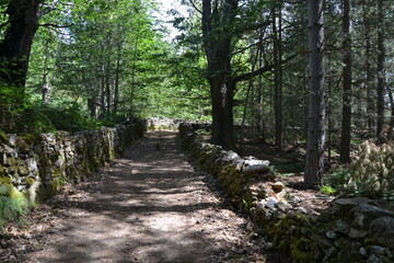 Fototapeta premium chemin bois corse
