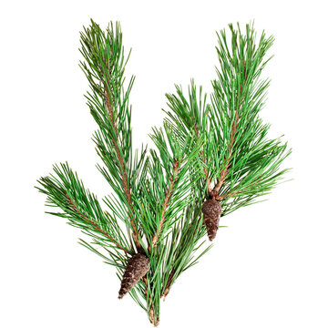 Pine branch with cones isolated on a white background.
