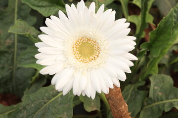 white dahlia flower