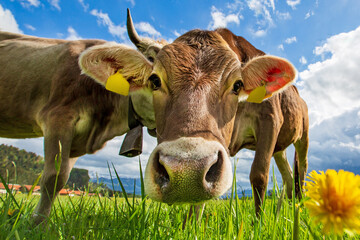 K&uuml;he - Allg&auml;u - lustig - Schnauze - Gr&uuml;nten