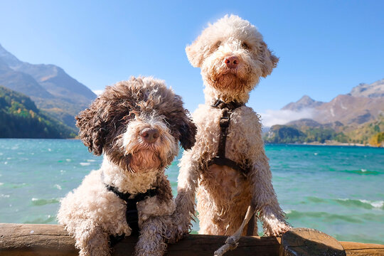 Lagotto Romagnolo cool gang 