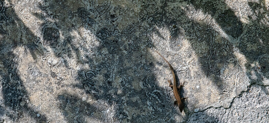 lezard gris sur mur texturé