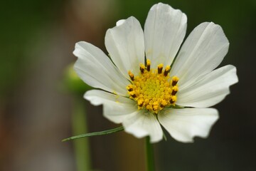 White cosmos flower on the dark background