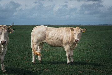 eine Kuh auf der Hallig Langeness. Keine Menschen