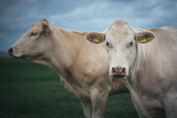Zwei Kühe auf der Hallig Langeness. Keine Menschen
