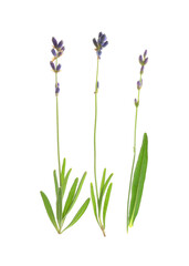 Fototapeta na wymiar Beautiful fresh lavender flowers isolated on white