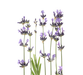 Obraz na płótnie Canvas Beautiful fresh lavender flowers isolated on white