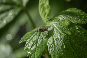 Cabbage root fly Delia radicum sitting on a leaf