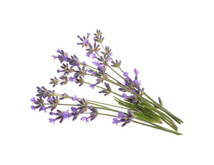 Fototapeta premium Beautiful fresh lavender flowers isolated on white