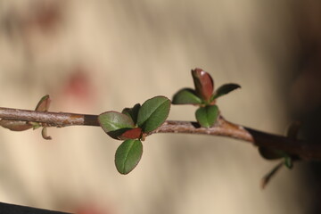 Branche de pommier japonais 