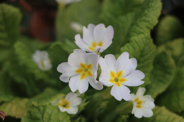 Fleurs blanches