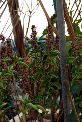 green and brown summer plant,natural green leaves selective focus on subject