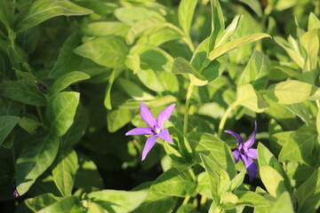 Fleurs violettes