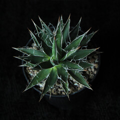 Agave filifera. Agave filifera subs . Agave Filifera (Thread Agave), Succulents Thread Agave (Agave...