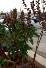 green and brown summer plant,natural green leaves selective focus on subject