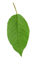 Fototapeta premium Green leaf of cherry tree isolated on white