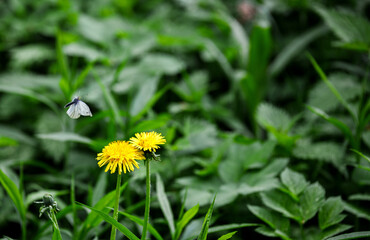 butterfly flying over a yellow dandelion with green bokeh