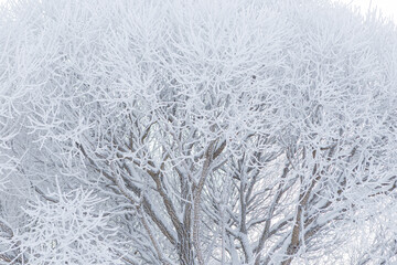 Hoarfrost snow on tree branches at winter