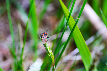 dragonfly on a green leaf
