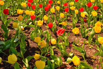 A field of fresh yellow and red tulips surrounded by green leafs bloom in the spring in Lewes, Delaware