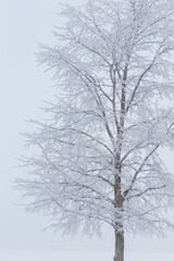 Hoarfrost snow on tree at winter