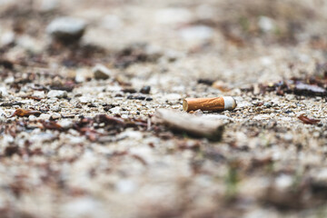 A cigarette butt on the forest floor