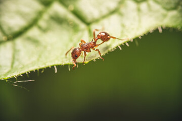 Close-up of a red ant on a green leaf
