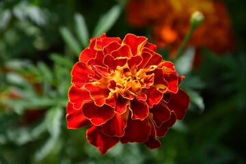 Bright large marigold flower on a green blurred background. Dark red petals with a yellow edge and a yellow core. A small spider spins a web on a flower.