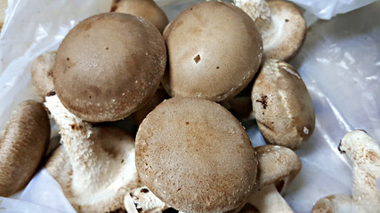 방금 수확한 싱싱한 표고버섯