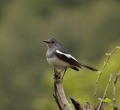 Oriental Magpie Robin