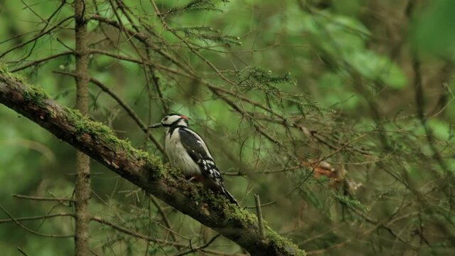 Woodpecker sits on a branch against a background of greenery. Blur background