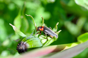bug on a leaf