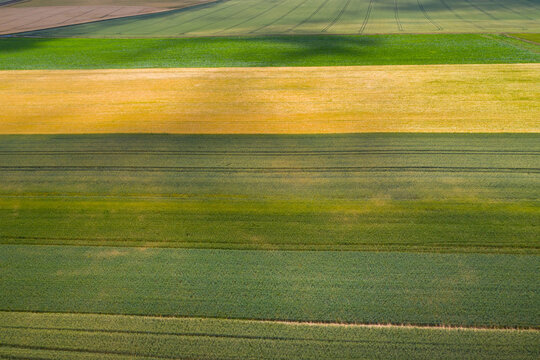 champ de bl&eacute; et orge en culture en fin de printemps