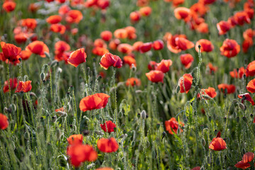 flowering field of poppies against the background of green grass