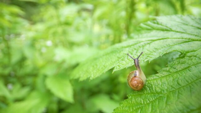 A hanging snail on the edge of the green leaf