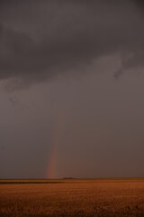 rainbow on wheat field during a summer storm at sunset