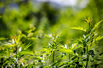 bokeh deep green grass and sun in spring