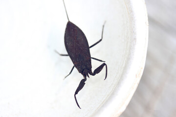 black beetle on a white background